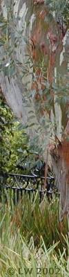 eucalyptus bark patterns