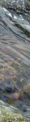 sunlit ripples in stream