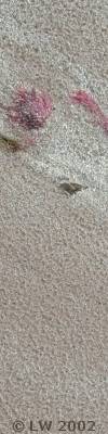 rain-dimpled sand and seaweed on a beach