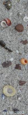small shells on sandy beach